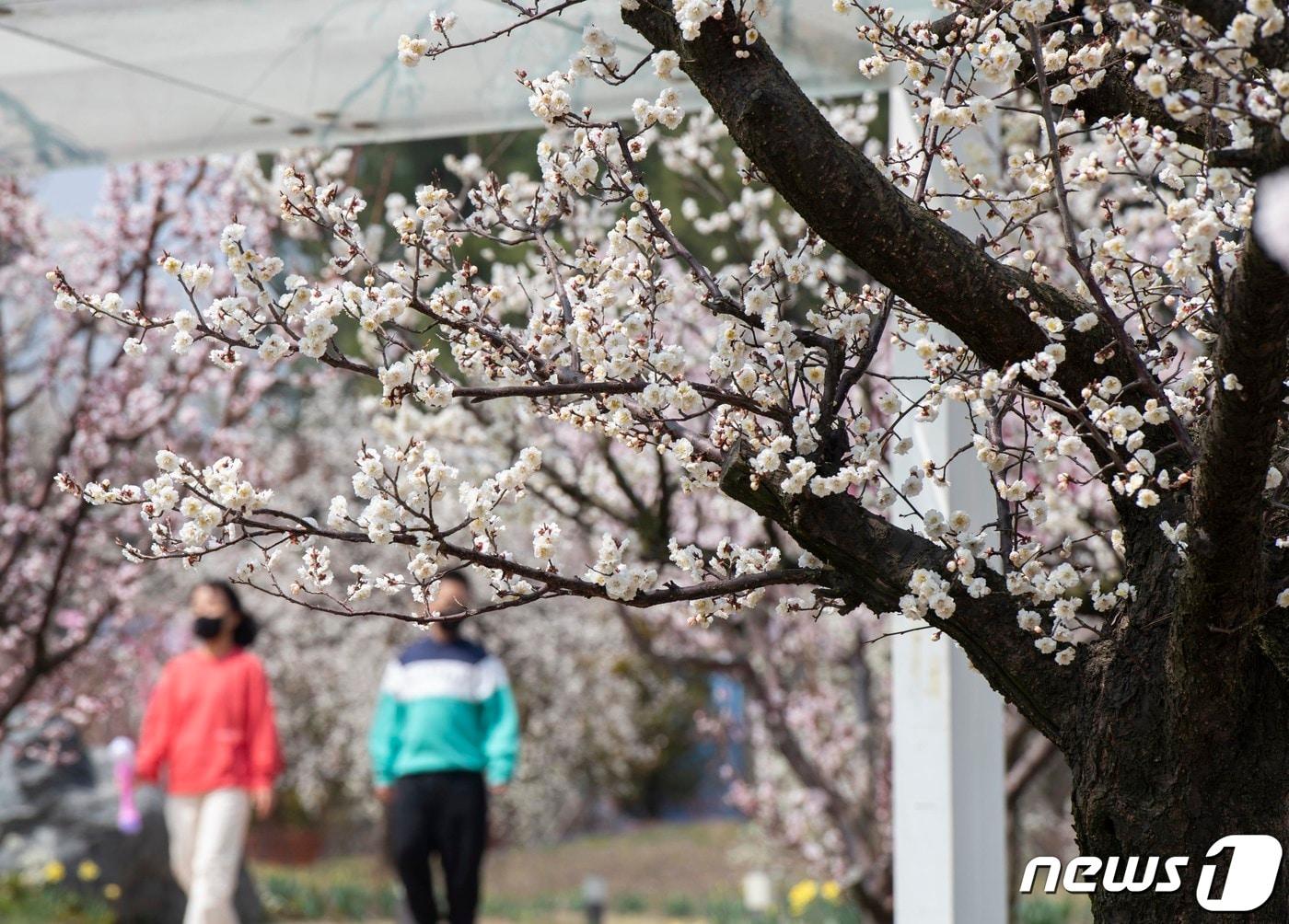 본문 이미지 - 경기도 용인시 에버랜드 하늘정원길에 다양한 종류의 매화가 만개해 있다. (에버랜드 제공) 2022.4.7/뉴스1