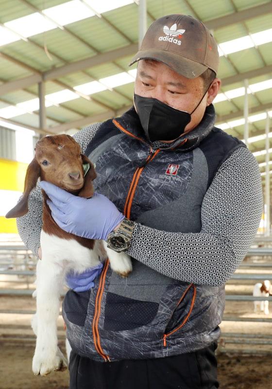 본문 이미지 - 전북 군산시 개정면 옥석리에 소재한 육용 보어 염소 농장 '코보소'에서 제2의 인생2막을 시작한 유태길씨가 보어 염소를 안아 살피고 있다. ⓒ News1 유경석 기자