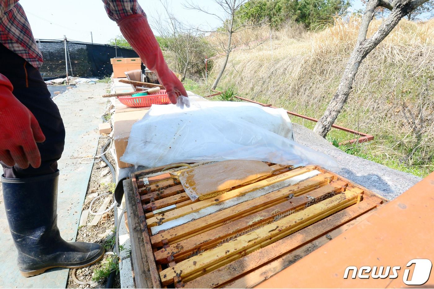 본문 이미지 - 양봉 자료사진 ⓒ 뉴스1 