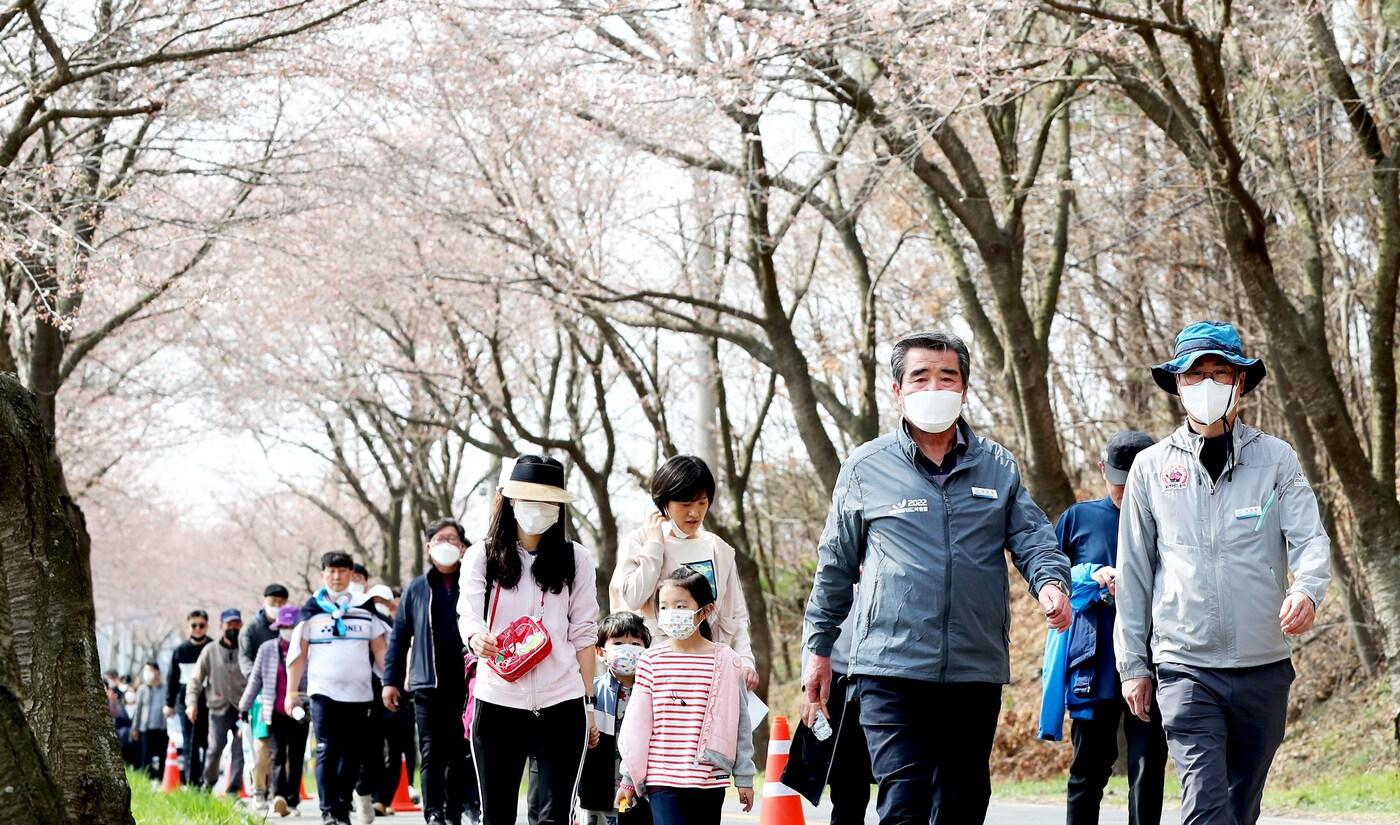 벚꽃이 만개한 보령 주산면 화산천변 거리가 봄나들이에 나선 시민들로 북적였다.ⓒ 뉴스1