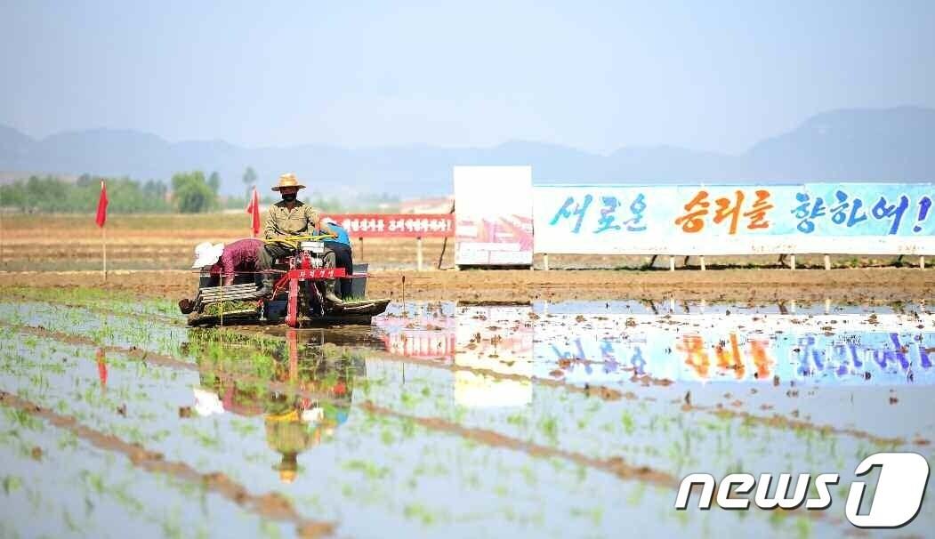 본문 이미지 - (평양 노동신문=뉴스1) = 북한 노동당 기관지 노동신문은 11일 "모내기철이 왔다"며 "올해 알곡 고지 점령의 돌파구를 열기 위한 모내기에 모든 힘을 총동원, 총집중하자"고 촉구했다. [국내에서만 사용가능. 재배포 금지. DB 금지. For Use Only in the Republic of Korea. Redistribution Prohibited] rodongphoto@news1.kr