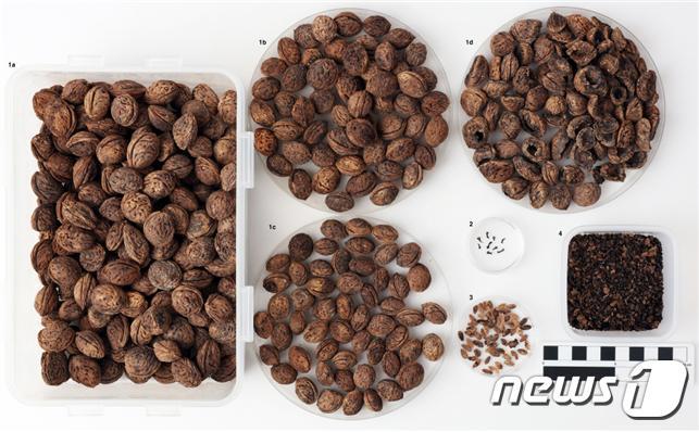 본문 이미지 - 경남 김해대성동고분군 귀족무덤에서 출토된 복숭아 씨앗. (대성동고분박물관 제공) ⓒ 뉴스1