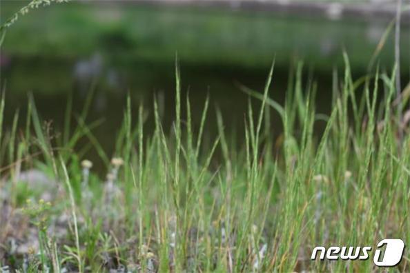 본문 이미지 - 국내 서식이 없었던 둔치개밀이 전남 화순에서 처음으로 발견됐다. (사진제공 = 우리식물연구소 김종환박사) ⓒ 뉴스1