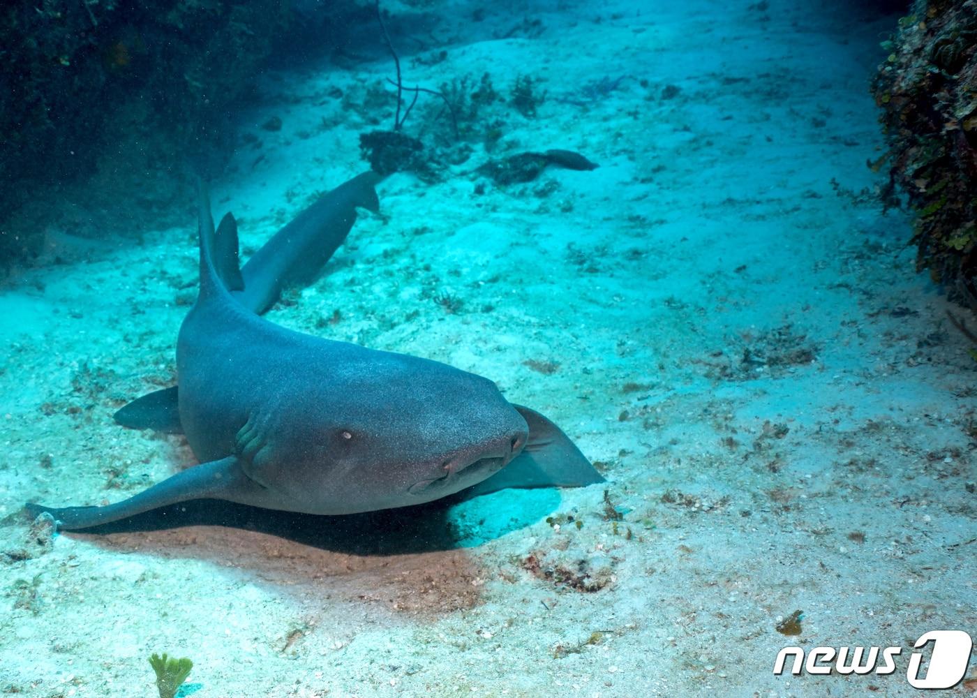 본문 이미지 - 씨라이프 부산 아쿠아리움에 새롭게 반입된 토니너스 상어.(씨라이프 부산 아쿠아리움 제공) ⓒ 뉴스1