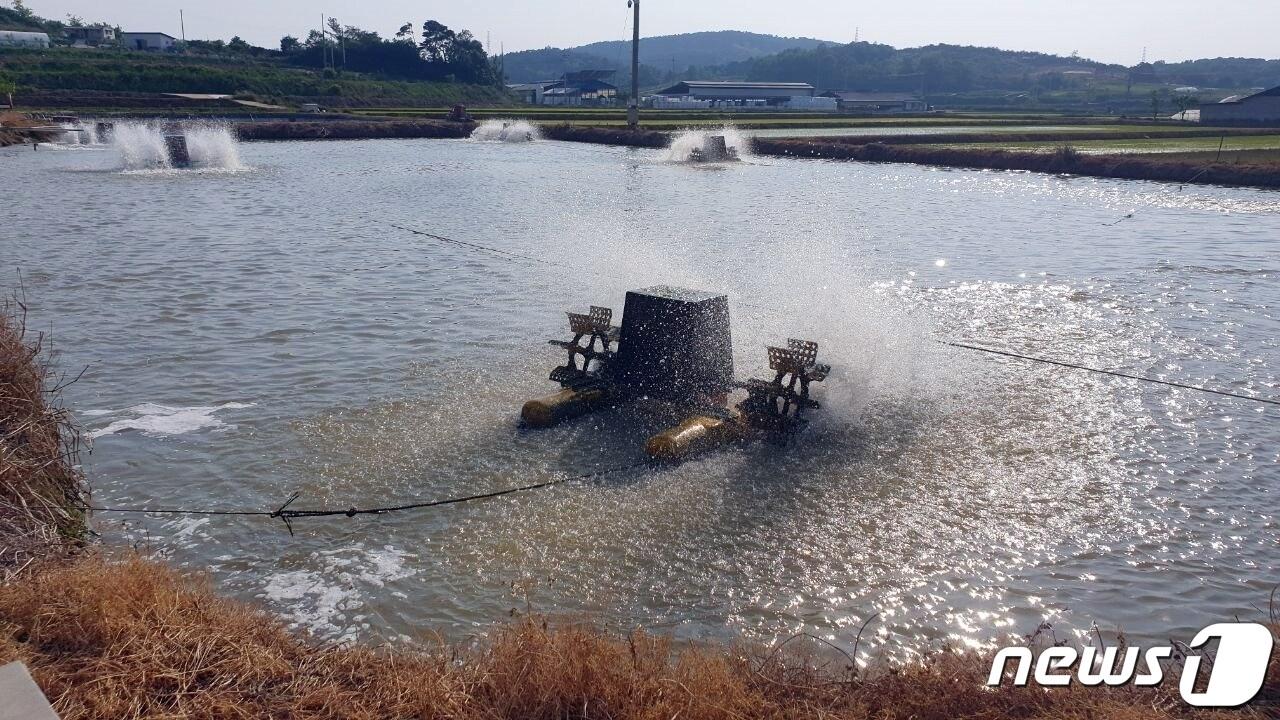 본문 이미지 - 전북 정읍시가 여름철 고수온과 태풍 등 자연 재난으로 인한 피해에 대비해 내수면 양식 어가에 양식생물 입식과 출하·판매 신고서 제출을 당부했다.  정읍시 내수면 양식장(정읍시 제공)ⓒ 뉴스1