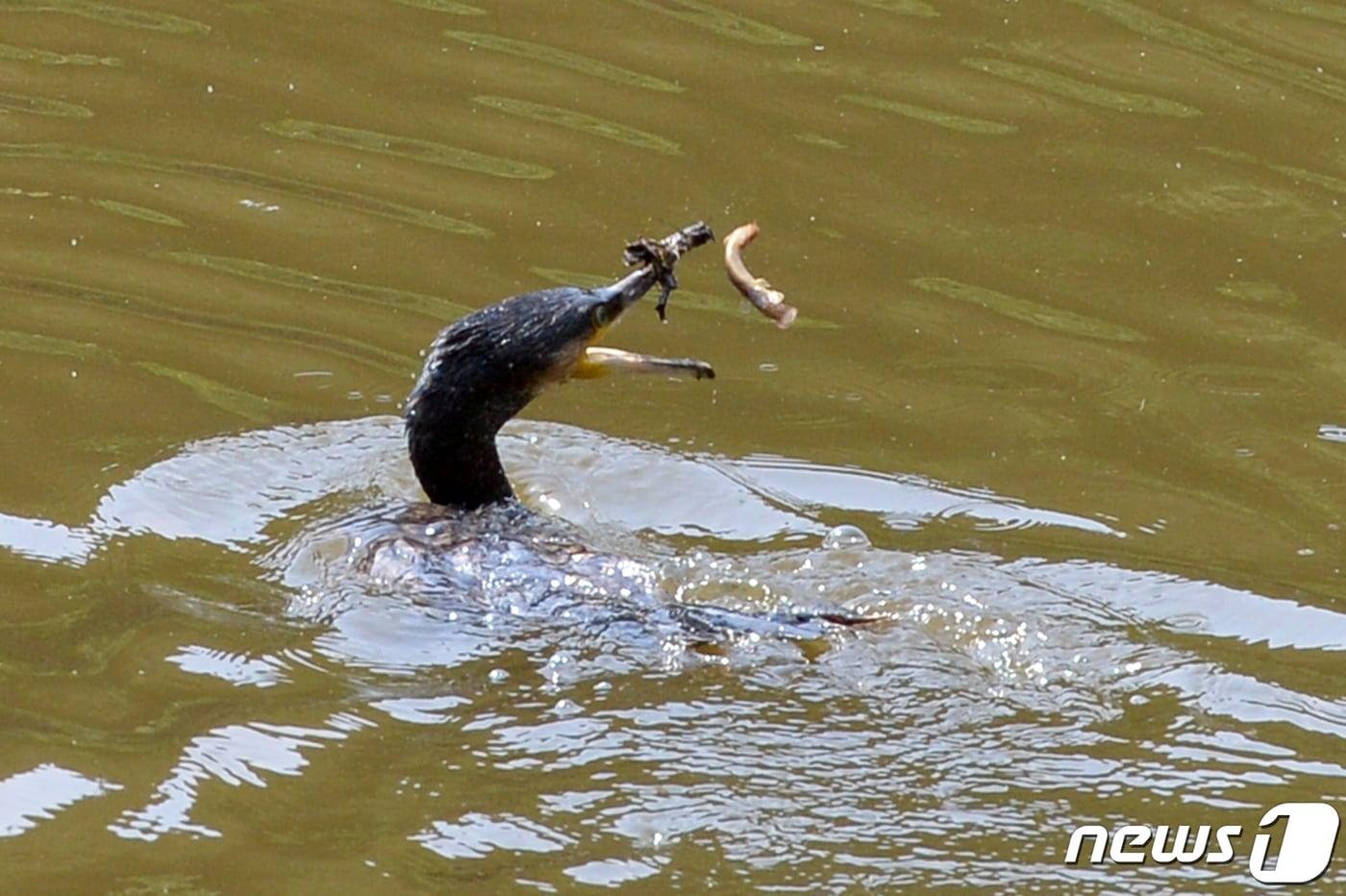 지난 5월23일 오후 경북 포항시 북구 우창동에 있는 마장지에 가마우지가 날아와 미꾸라지와 붕어 등을 사냥하고 있다. ⓒ News1 최창호 기자