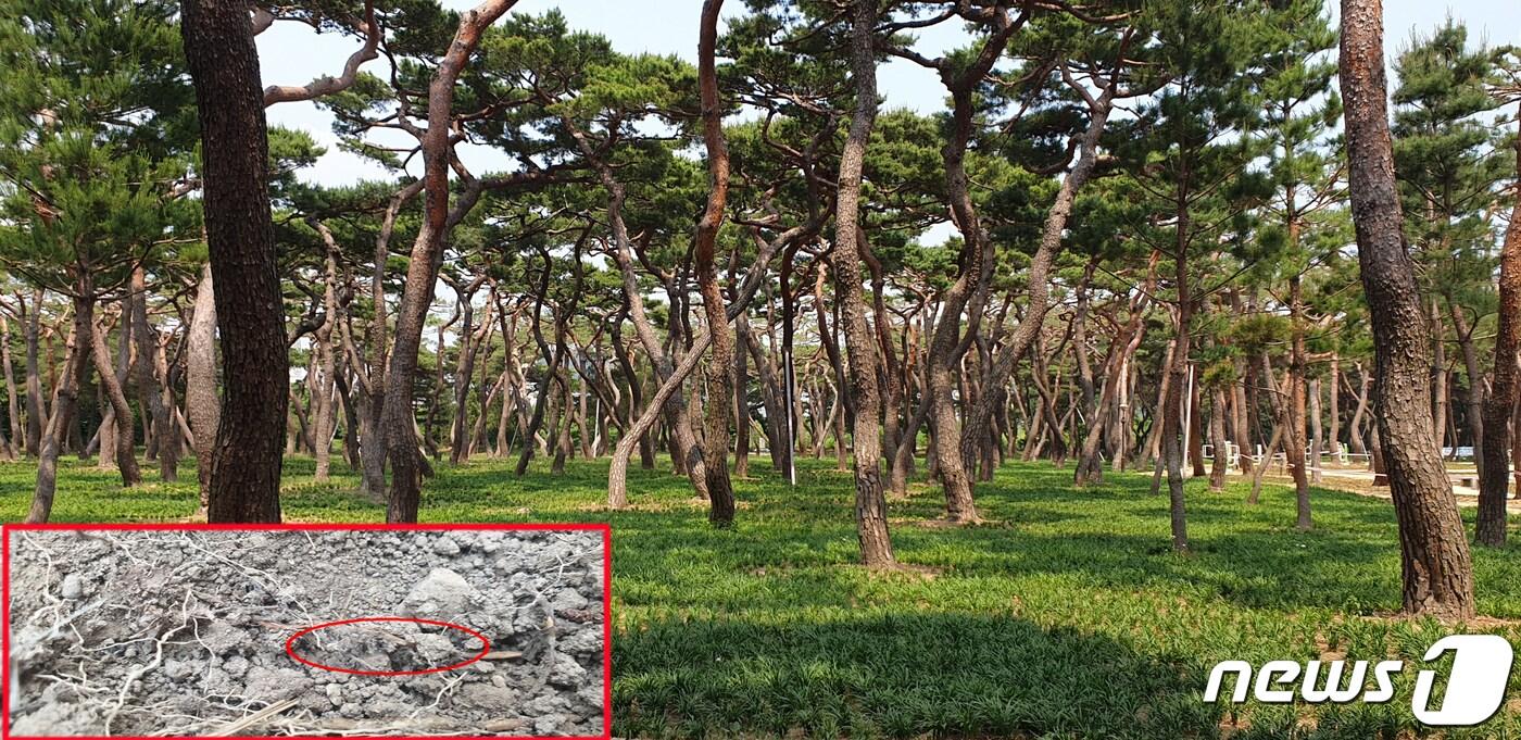 본문 이미지 - 경북 경주시가 최근 환경단체가 지적한 황성공원 내 맥문동 식재 중단과 숲 생태복원에 대해 입장을 밝혔다.붉은색 내 사진은 소나무 뿌리 속 공생균 모습.(경주시제공)2022.5.26/ⓒ 뉴스1