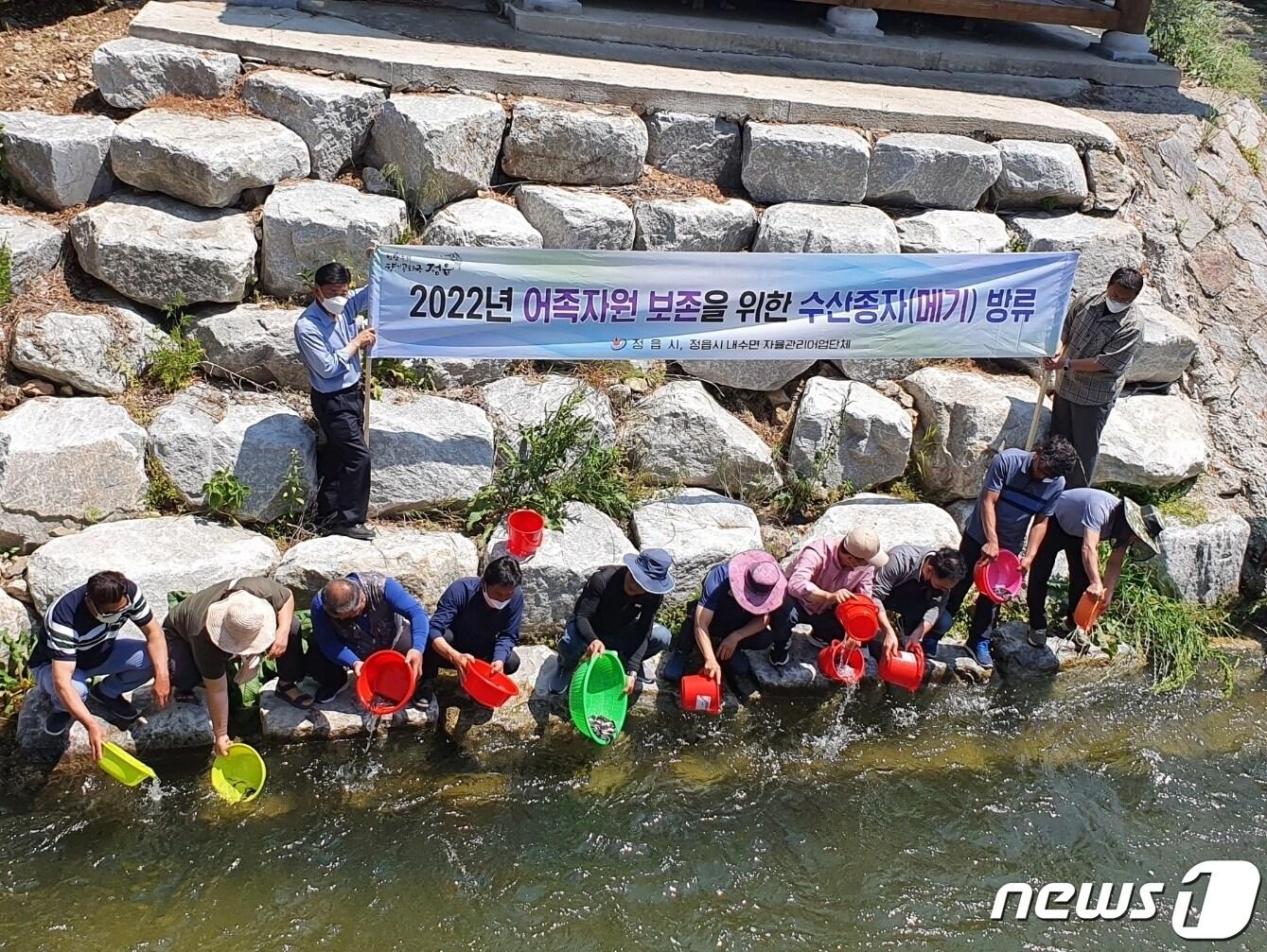 본문 이미지 - 전북 정읍시는 토종어류 확충과 보전을 위해 26일 동진강 수계 주요 지방하천인 칠보천과 원평천에 메기 치어 47만 마리를 방류했다.ⓒ 뉴스1