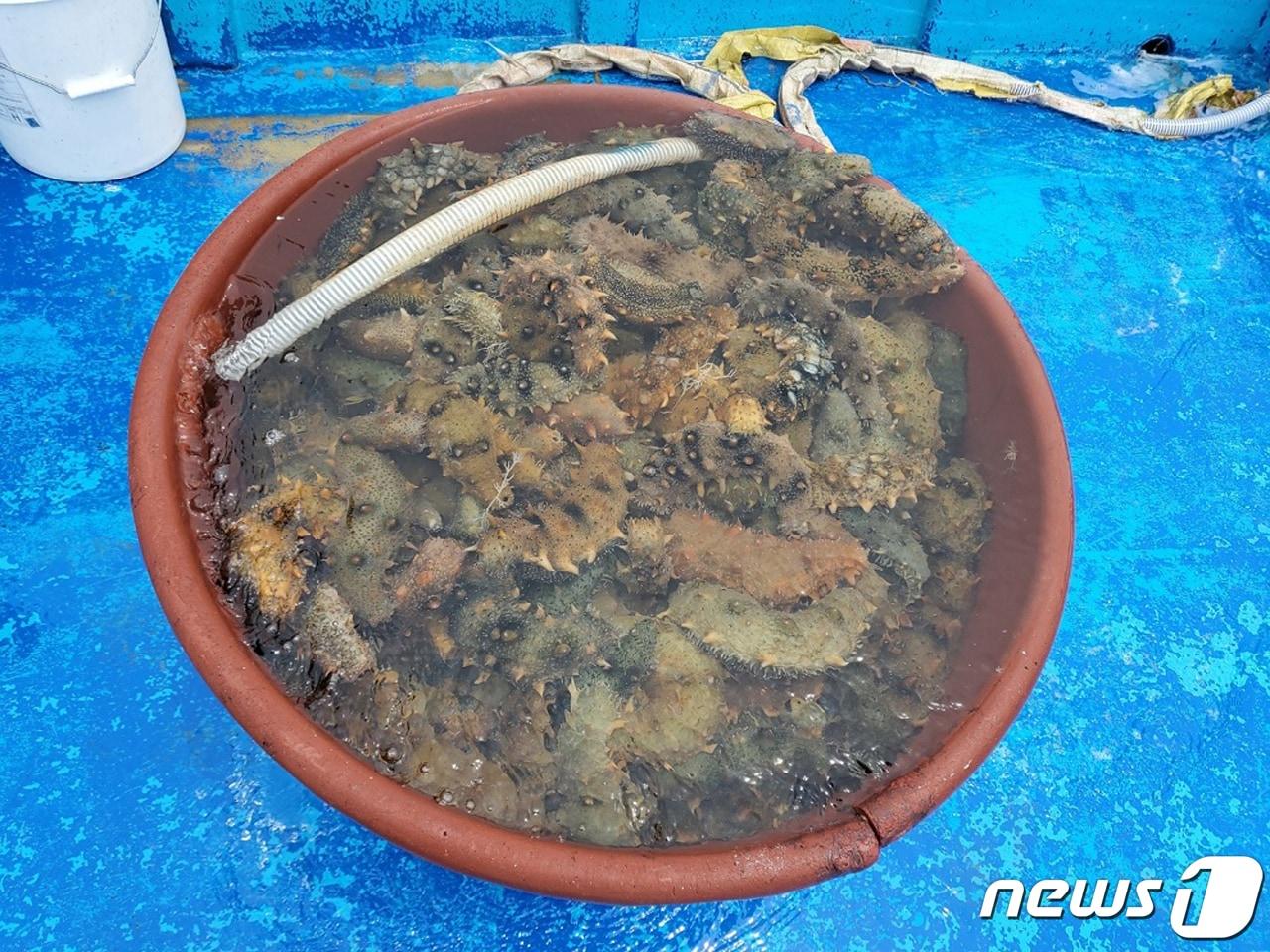 본문 이미지 - 불법 포획된 해삼. ⓒ 뉴스1