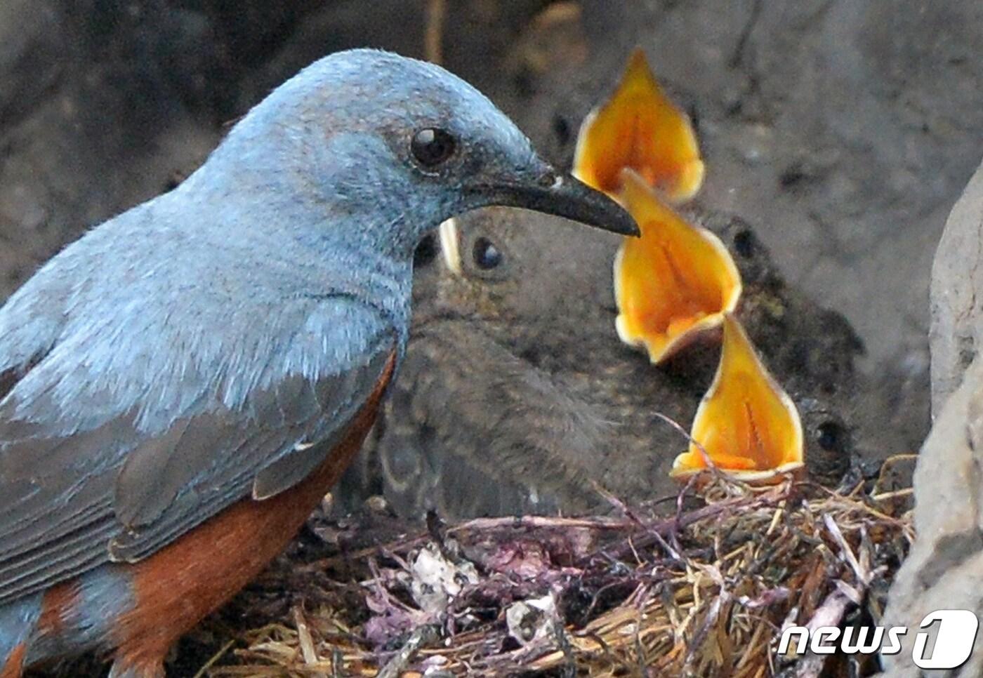 본문 이미지 - 30일 경북 포항시 해안가 바위에 둥지를 튼 바다직박구리 수컷이 아기새들에게 멋잇감을 물어다 주고 있다. 2022.5.30/뉴스1 ⓒ News1 최창호 기자