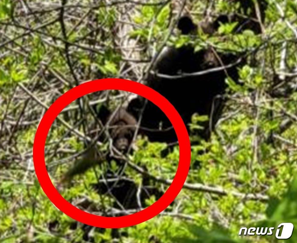 본문 이미지 - RF-05 새끼 확인(환경부 제공) ⓒ 뉴스1