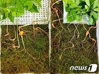 본문 이미지 - 전북 무주와 장수를 잇는 덕유산 자락에서 120년 넘은 어미산삼(모삼)을 포함해 천종산삼 12뿌리가 발견됐다. 감정 결과 그 가치는 2억4000만원을 호가하는 것으로 전해졌다.(한국전통심마니협회 제공)2022.5.31/ⓒ 뉴스1
