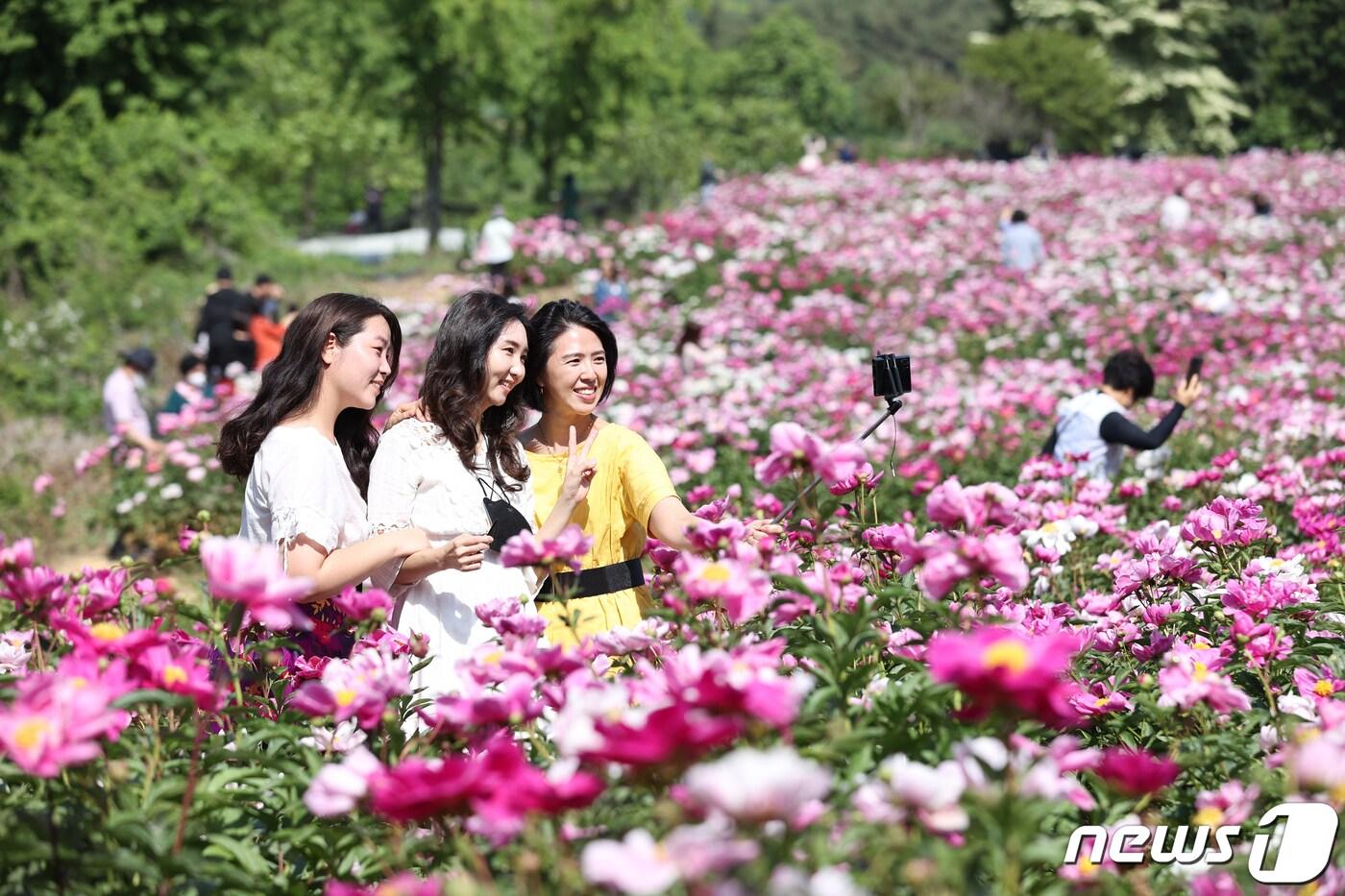 본문 이미지 - 지난 5월 둘째주부터 최근까지 3주간 '옥정호 작약꽃밭'을 찾은 방문객이 3만6000여명에 달하는 것으로 집계됐다.(임실군 제공)2022.5.31/ⓒ 뉴스1