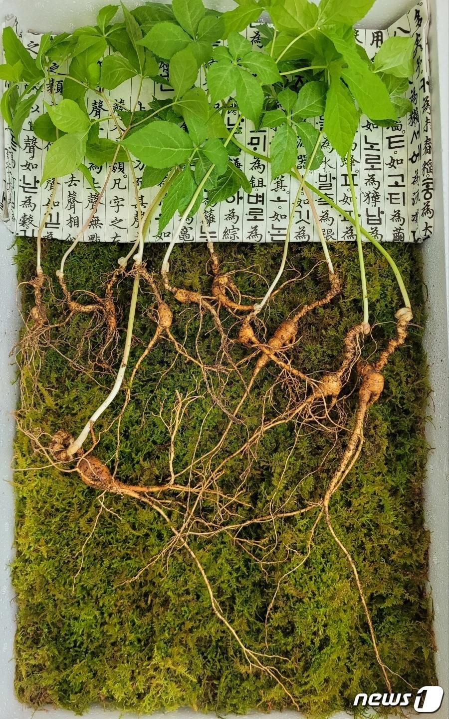 본문 이미지 - 지난 6일 약초를 채집하는 박모씨(51)가 발견해 한국전통심마니협회가 가격 감정을 의뢰한 천종산삼 18뿌리.(한국전통심마니협회 제공)ⓒ 뉴스1