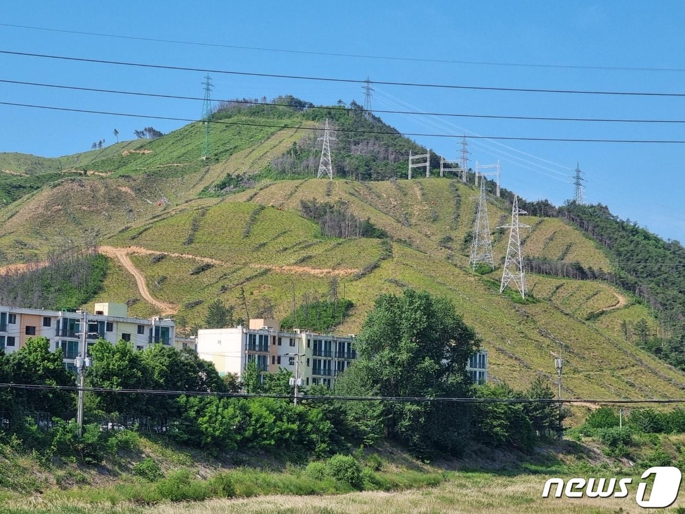 본문 이미지 - 제8회 전국동시지방선거일인 1일 지난 3월 동해안 대형산불 피해를 입었던 강원 강릉 옥계면의 한 야산에 초록색 산림이 다시 자라나고 있다. 2022.6.1 ⓒ News1 윤왕근 기자