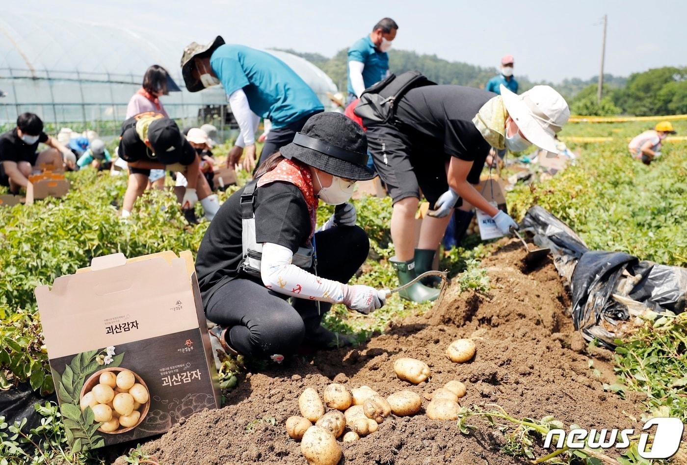 본문 이미지 - 지난해 열린 괴산 감물감자축제 감자캐기 체험행사.(괴산군 제공)ⓒ 뉴스1