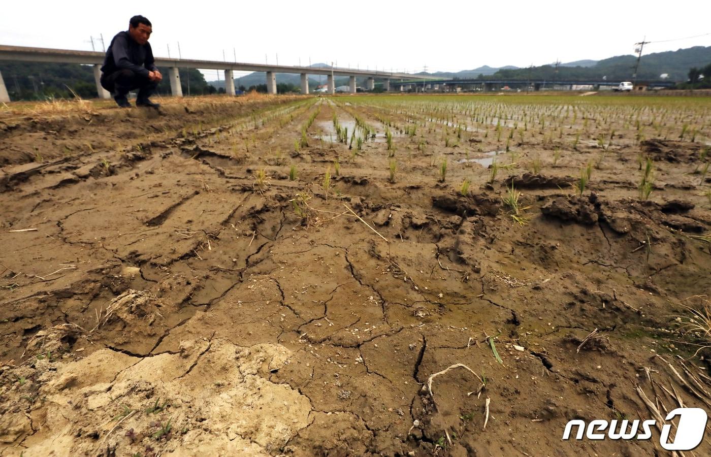 본문 이미지 - 12일 오전 세종시 소정면에서 극심한 가뭄으로 농사에 어려움을 겪고 있는 한 농부가 말라가는 논을 둘러보며 걱정스런 표정을 짓고 있다. 2022.6.12 ⓒ 뉴스1 김기남 기자