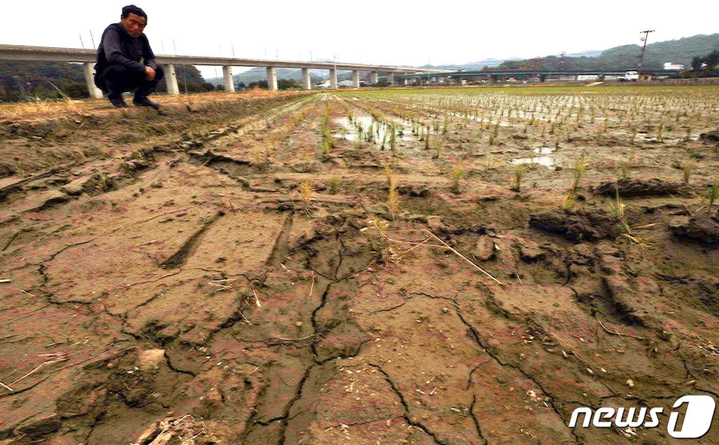 본문 이미지 - 12일 오전 세종시 소정면에서 극심한 가뭄으로 농사에 어려움을 겪고 있는 한 농부가 말라가는 논을 둘러보며 걱정스런 표정을 짓고 있다. 2022.6.12/뉴스1 ⓒ News1 김기남 기자