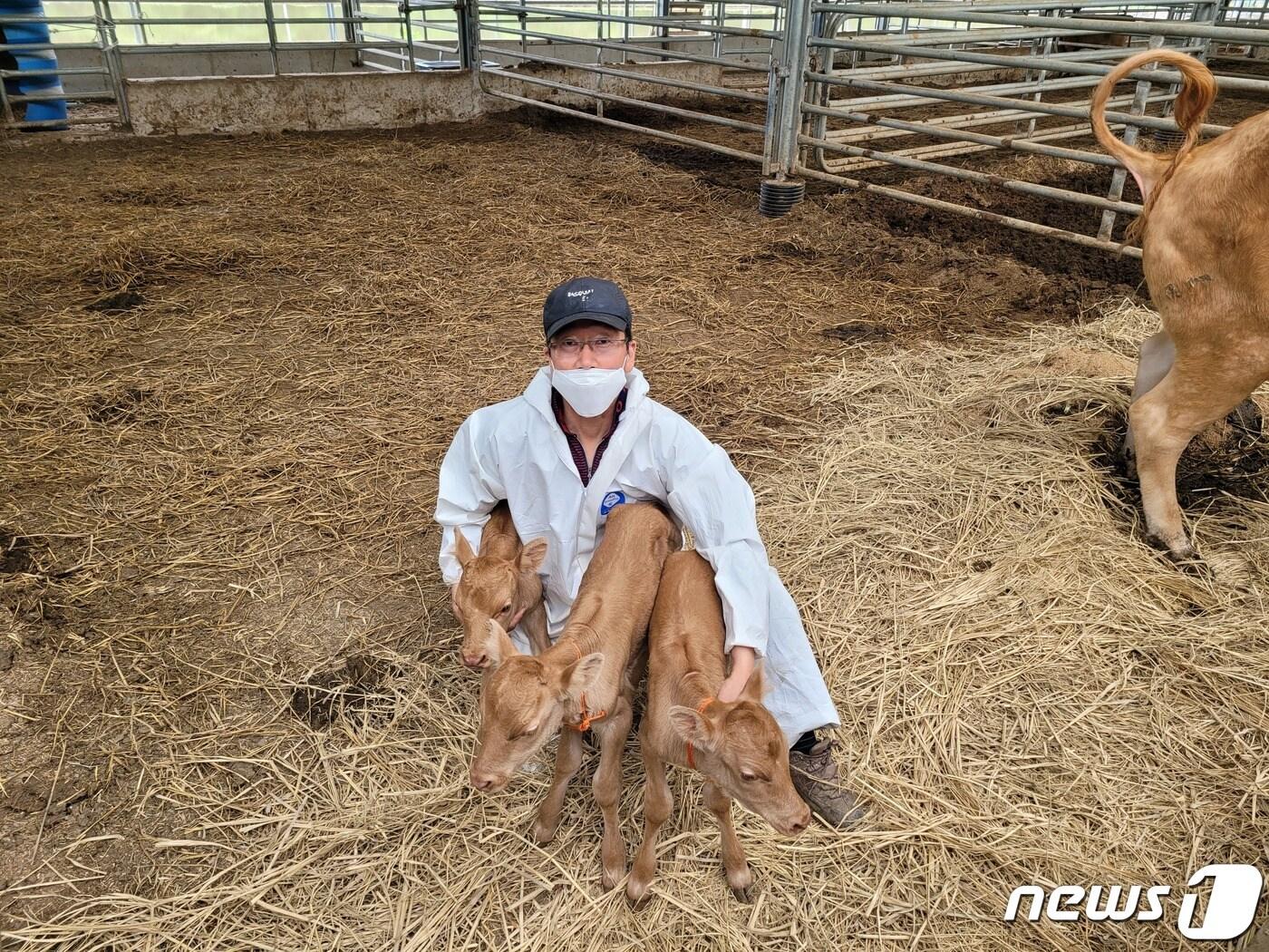 본문 이미지 - 합천군 쌍백면 운곡리 이순호 한우농가에서 ‘길조’를 상징하는 송아지 세쌍둥이가 탄생했다(합천군 제공)ⓒ 뉴스1
