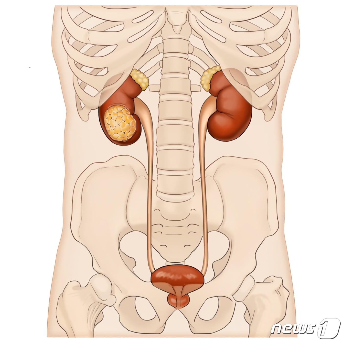 본문 이미지 - 인체 내 신장의 위치. (서울아산병원 제공) ⓒ 뉴스1