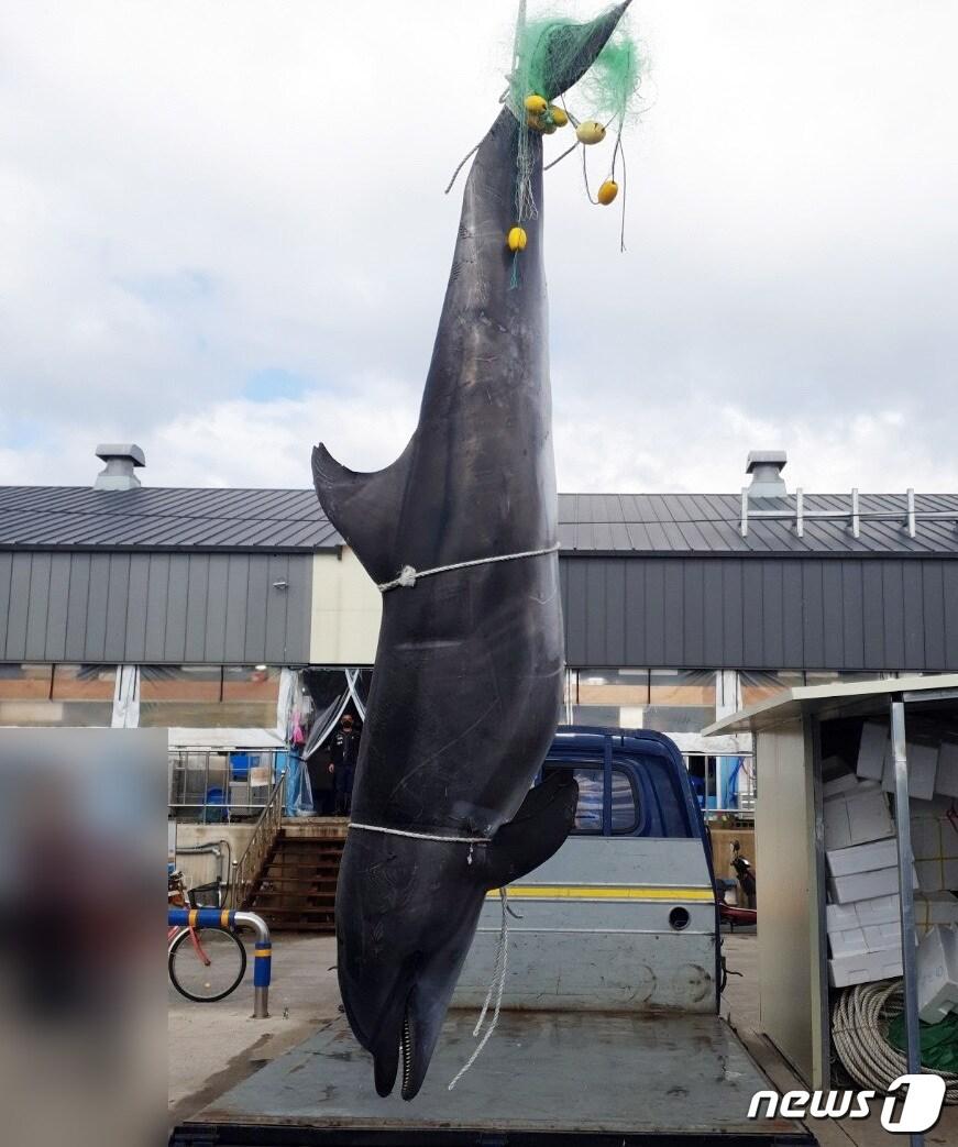 본문 이미지 - 속초해양경찰서는 16일 오전 강원 강릉시 주문진항 동방 약 129km 해상에서 한 어선이 그물에 걸려 죽어있는 고래를 잡아 신고했다고 밝혔다. 혼획된 큰돌고래(길이 약 291cm, 둘레 약 135cm, 무게 약 500kg)는 작살 등 불법어구에 의한 포획 흔적은 발견되지 않았으며, 국립수산과학원 고래연구센터에 문의한 결과 해양보호생물종에 해당되어 고래연구센터에서 연구목적으로 기증될 예정이다. (속초해양경찰서 제공) 2022.6.16/뉴스1