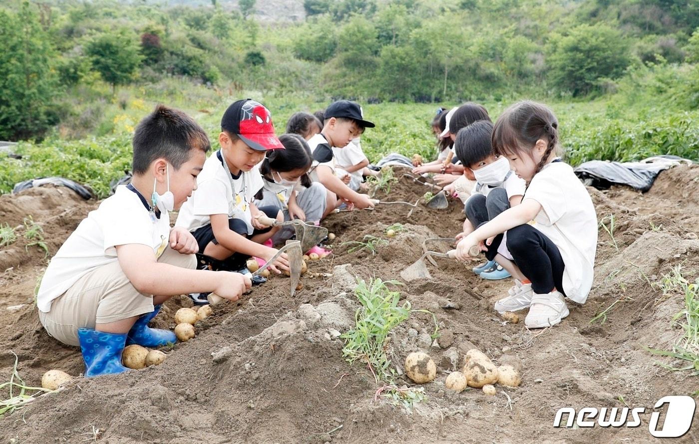충북 괴산 바울어린이집 원생들이 감자축제장에서 고사리 손으로 감자를 캐고 있다.  &#40;괴산군 제공&#41; 2022.6.17&#40;사진은 기사 내용과 무관함&#41; / 뉴스1 ⓒ News1 김정수 기자