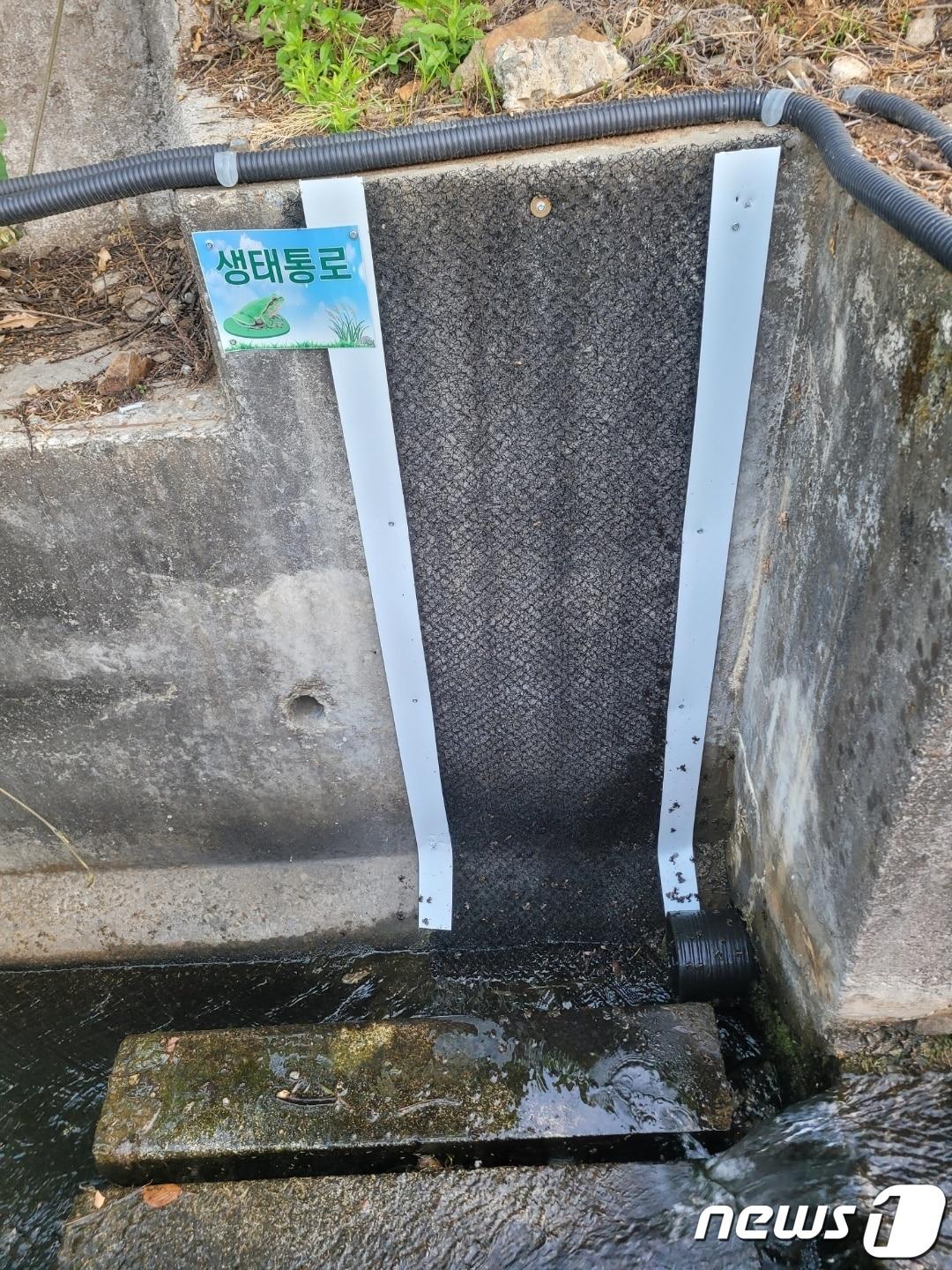 본문 이미지 - 남양주시 별내면 에코랜드 내부 도랑에 새로 설치된 생태통로를 통해 어린 개구리들이 기어올라가는 모습 (사진=독자 제공) ⓒ 뉴스1