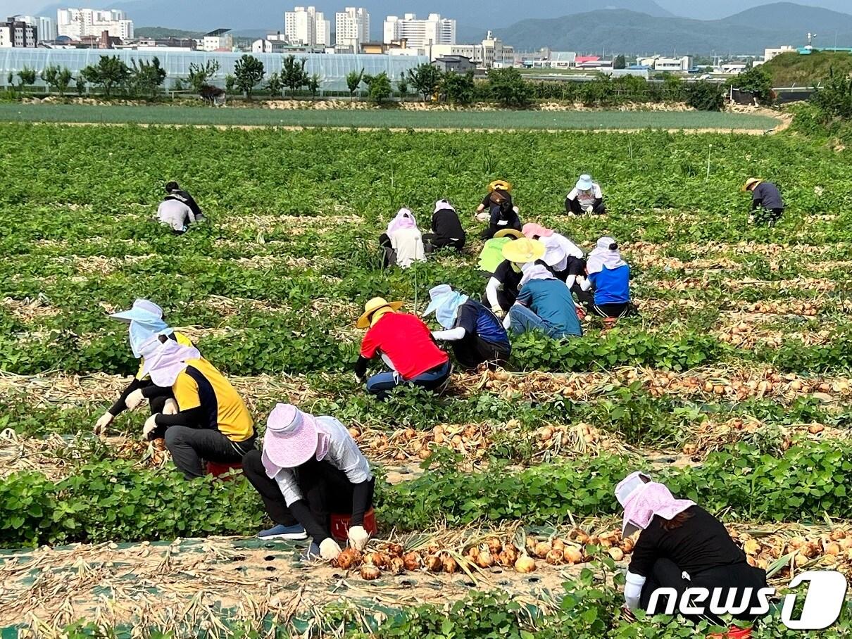 본문 이미지 - 농번기 일손돕기 ⓒ 뉴스1 DB(기사내용과 관계없음)