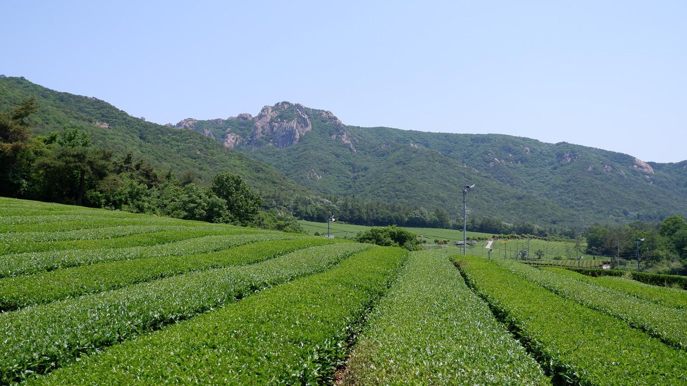 월출산 아래 펼쳐진 강진다원ⓒ 뉴스1 윤슬빈 기자