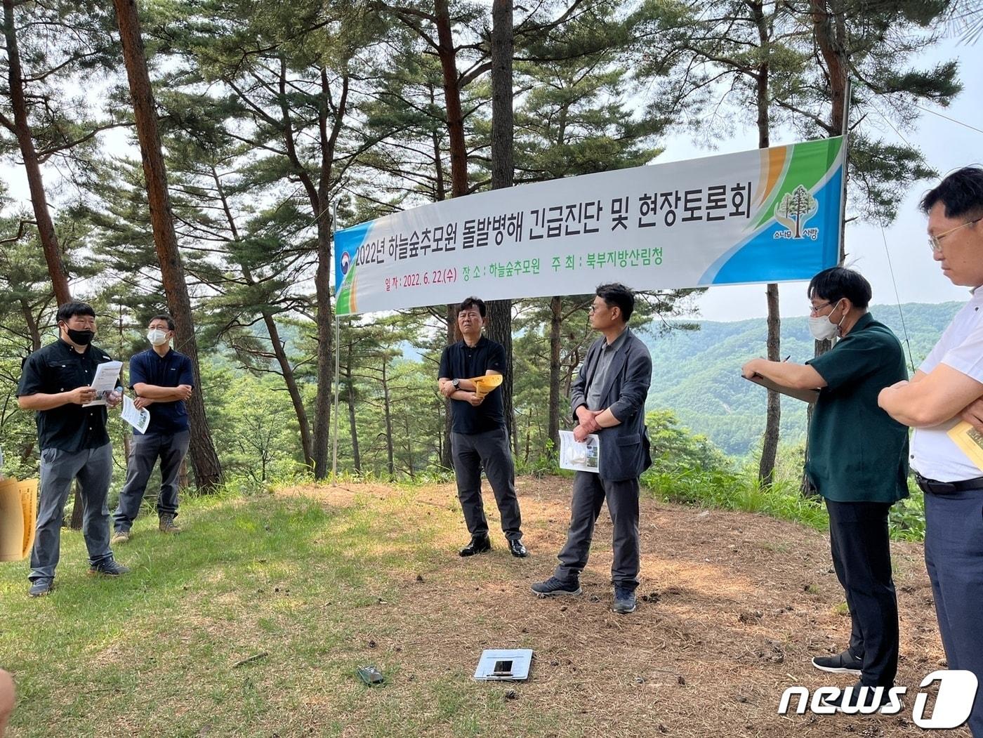 본문 이미지 - 북부지방산림청이 22일 경기 양평 국립하늘숲추모원에서 잣나무 돌발병해 긴급진단을 위한 현장토론회를 열고 있다. (북부지방산림청 제공) 2022.6.22/뉴스1