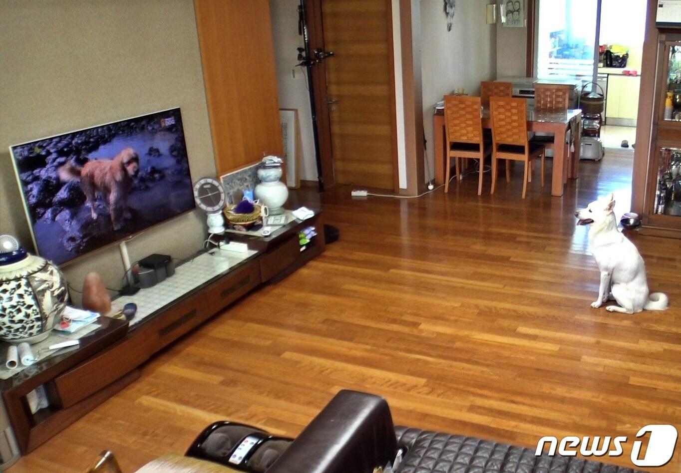 본문 이미지 - TV 보는 강아지(해피독TV 제공) ⓒ 뉴스1