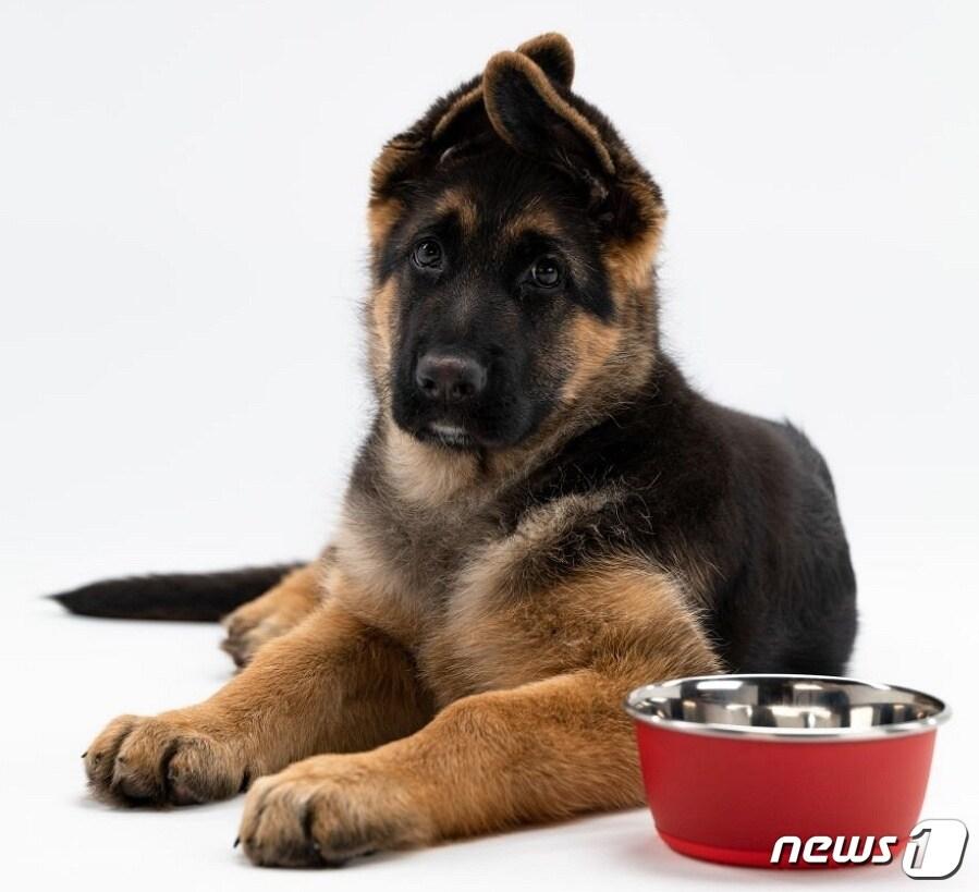 본문 이미지 - 성장기 강아지들에게 칼슘과 인은 필수 영양소다.(로얄캐닌 제공) ⓒ 뉴스1