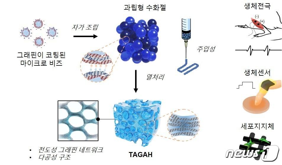 본문 이미지 - 그래핀 네트워크가 포함된 전도성 수화젤 개발 및 의공학적 응용분야 모식도( GIST제공)ⓒ 뉴스1