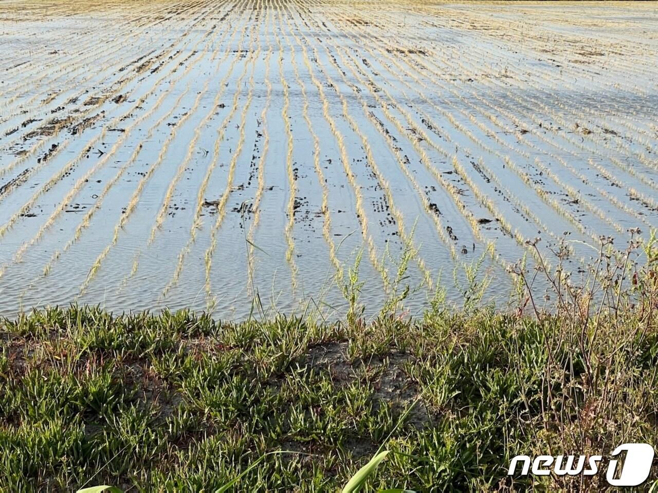 본문 이미지 - 4일 전남 고흥 도덕면 고흥만 간척지 부근 농지에서 염분 농도 수치가 높아 벼가 노란색을 띄는 '염해 현상'을 보이고 있다.(신형수씨 제공)2022.6.4/뉴스1