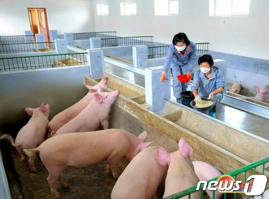 본문 이미지 - (평양 노동신문=뉴스1) = 자료사진. [국내에서만 사용가능. 재배포 금지. DB 금지. For Use Only in the Republic of Korea. Redistribution Prohibited] rodongphoto@news1.kr