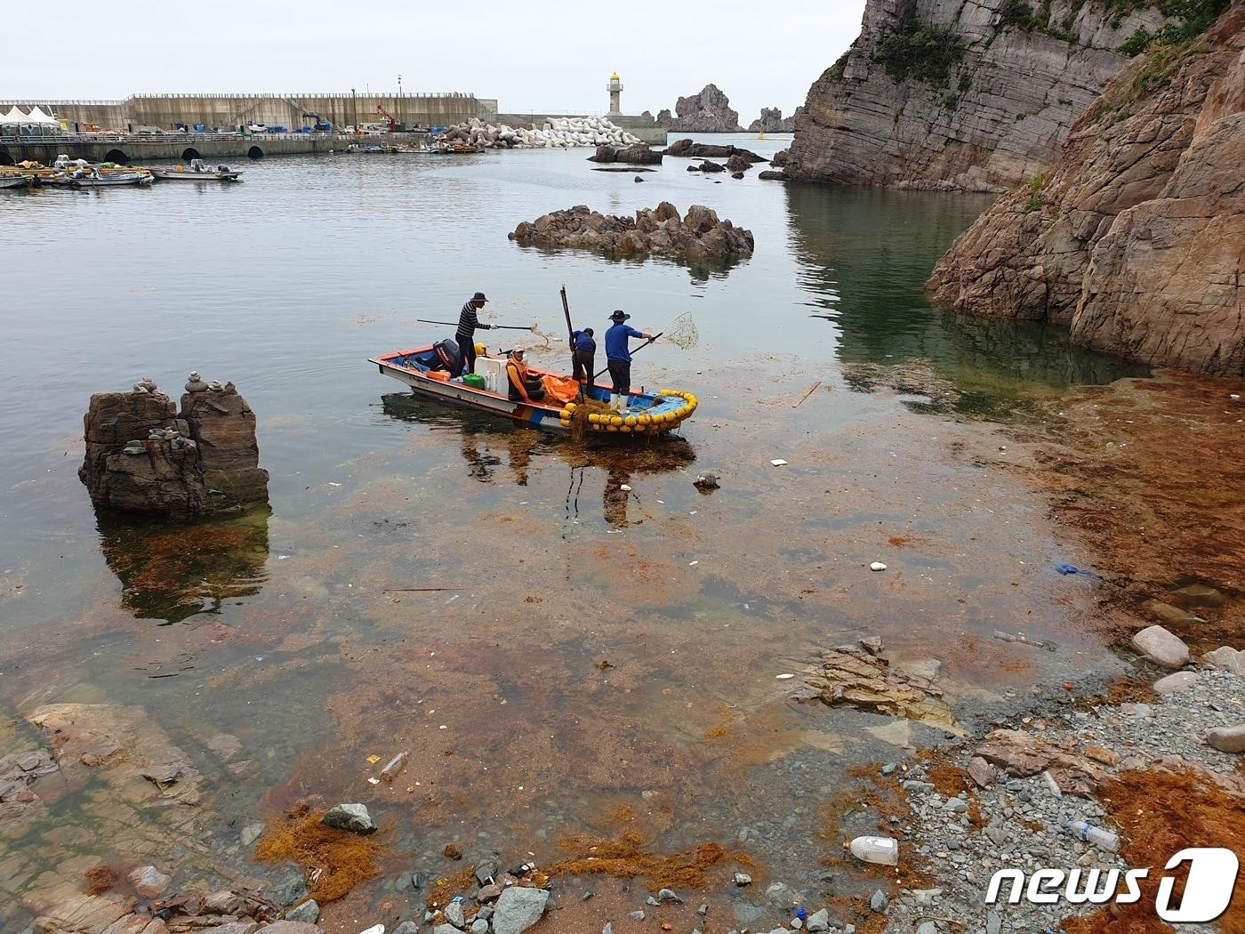 본문 이미지 - 신안군 홍도해역에 밀려든 괭생이모자반을 수거하는 모습&#40;신안군 제공&#41;/뉴스1 ⓒ News1 박진규 기자