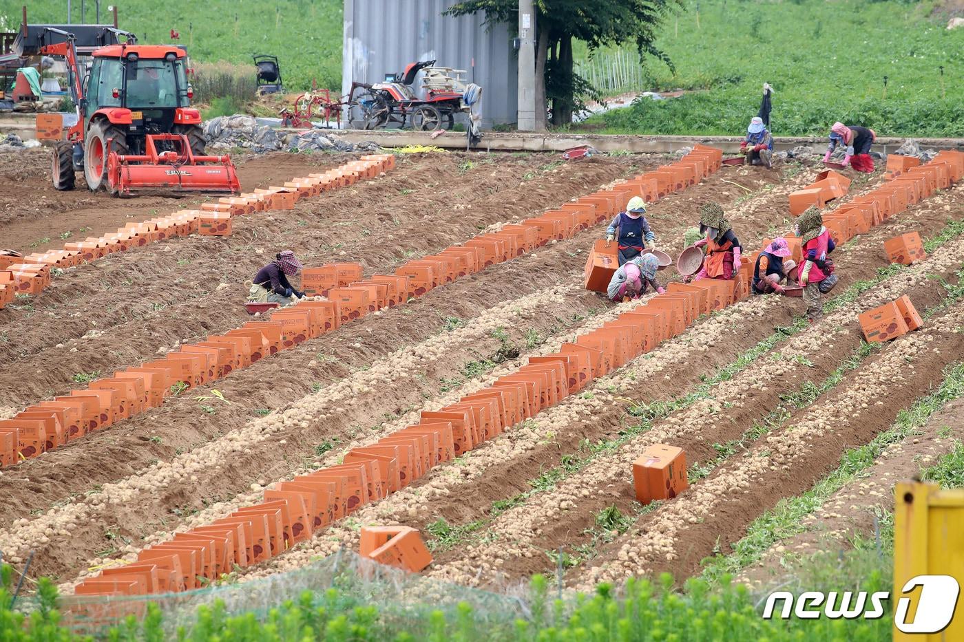 본문 이미지 - 경북 고령군 개진면 한 감자밭에서 농민들이 감자를 수확하고 있다. (사진은 기사 내용과 무관함) / 뉴스1 ⓒ News1