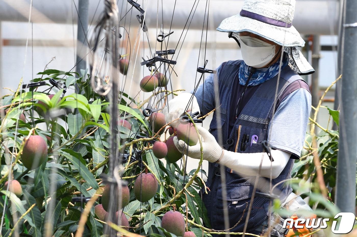 본문 이미지 - 9일 제주시 오등동 농촌진흥청 국립원예특작과학원 온난화대응농업연구소 아열대과수 시험 재배지에서 연구원들이 애플망고를 수확하고 있다. 국립원예특작과학원은 망고의 노동력 절감을 위해 나무 높이를 1.2~1.5m 정도로 낮춰 재배하는 기술을 연구 중이다. (농촌진흥청 제공) 2022.6.9/뉴스1