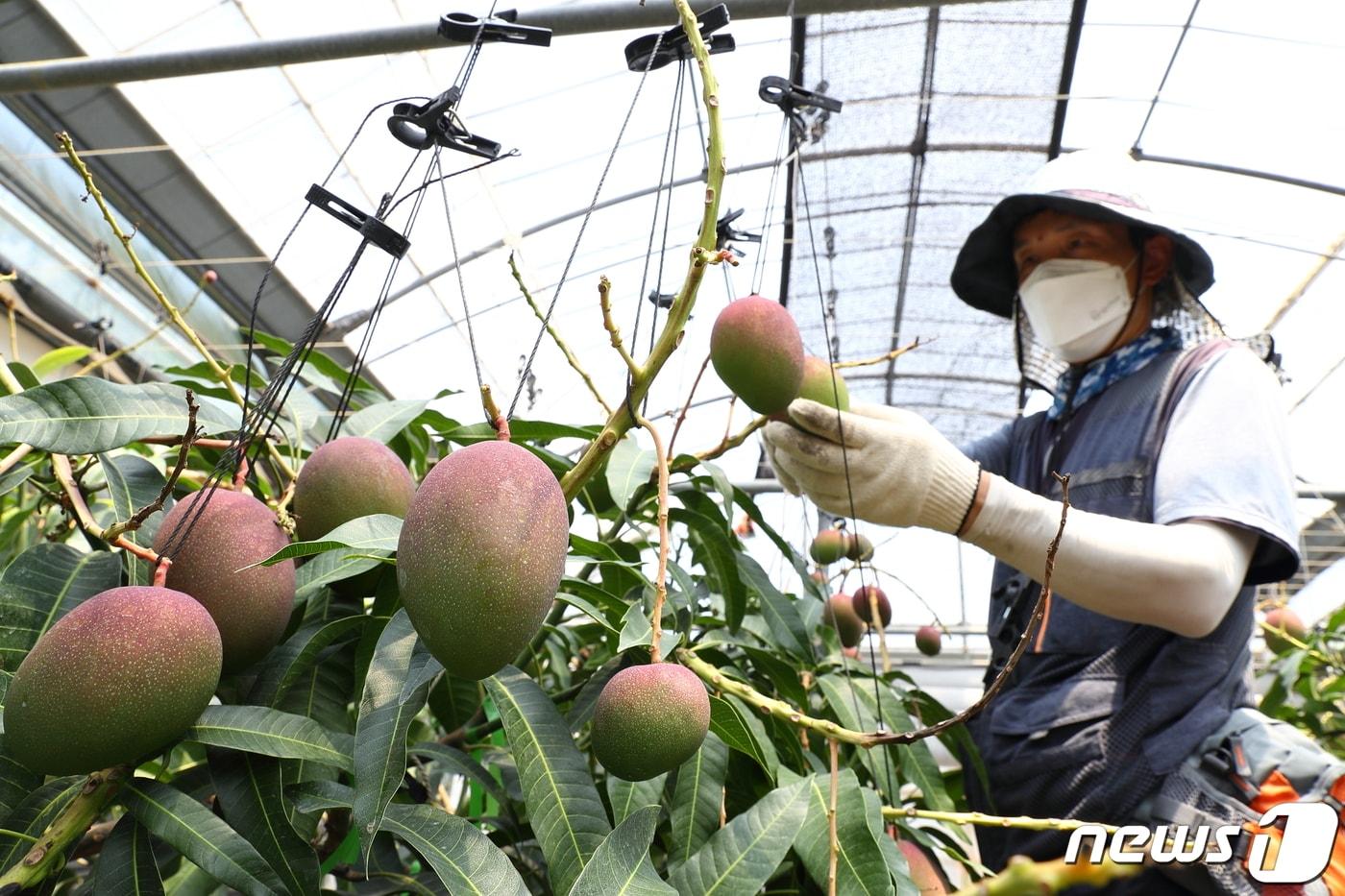 9일 제주시 오등동 농촌진흥청 국립원예특작과학원 온난화대응농업연구소 아열대과수 시험 재배지에서 연구원들이 애플망고를 수확하고 있다. 국립원예특작과학원은 망고의 노동력 절감을 위해 나무 높이를 1.2~1.5m 정도로 낮춰 재배하는 기술을 연구 중이다. &#40;농촌진흥청 제공&#41; 2022.6.9/뉴스1