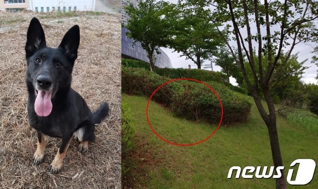 본문 이미지 - 인명구조견 은퇴 후 길 잃은 할머니를 발견한 개 세빈이와 할머니를 발견한 장소(견주 제공) ⓒ 뉴스1