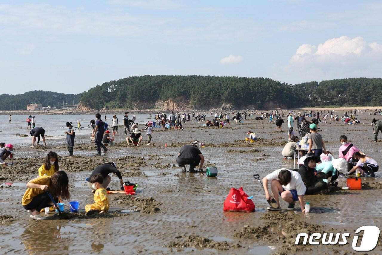 본문 이미지 - 몽산포 갯벌 생물채취 모습ⓒ 뉴스1