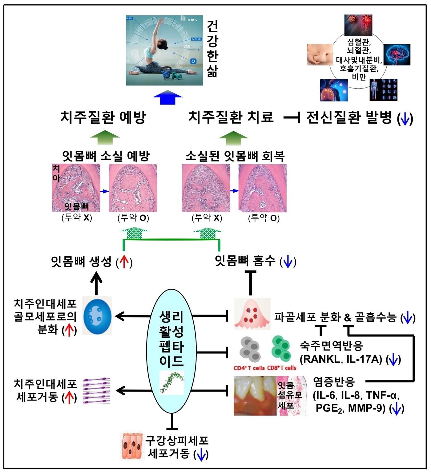 본문 이미지 - 생리활성 펩타이드에 의한 잇몸뼈 소실 억제 및 소실된 잇몸뼈 회복에 대한 작용기전 모식도. (서울대 민병무 교수 제공)ⓒ 뉴스1