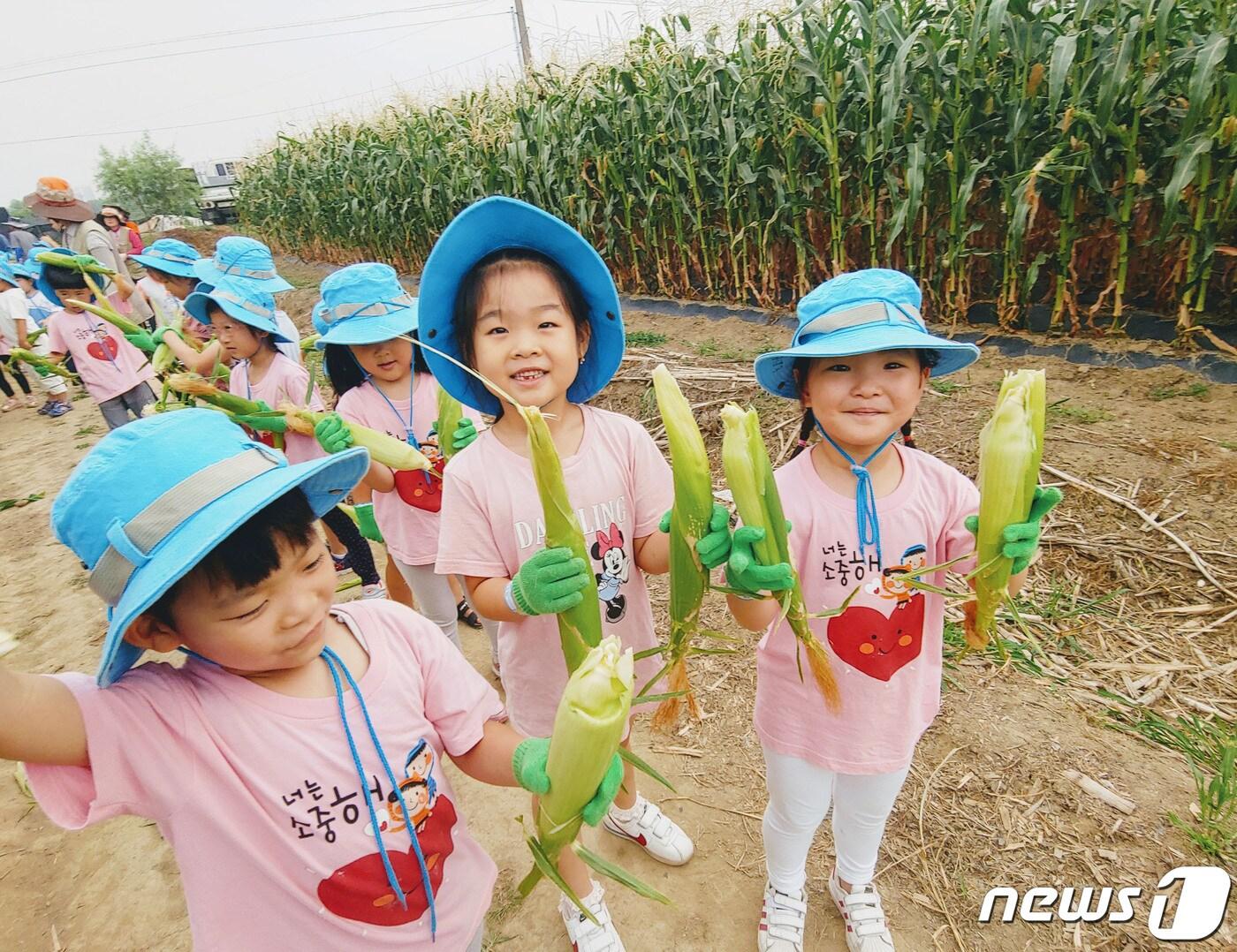 본문 이미지 - 지난해 진행된 옥수수 따기 체험 행사 때 모습.(성남시 제공) ⓒ News1 