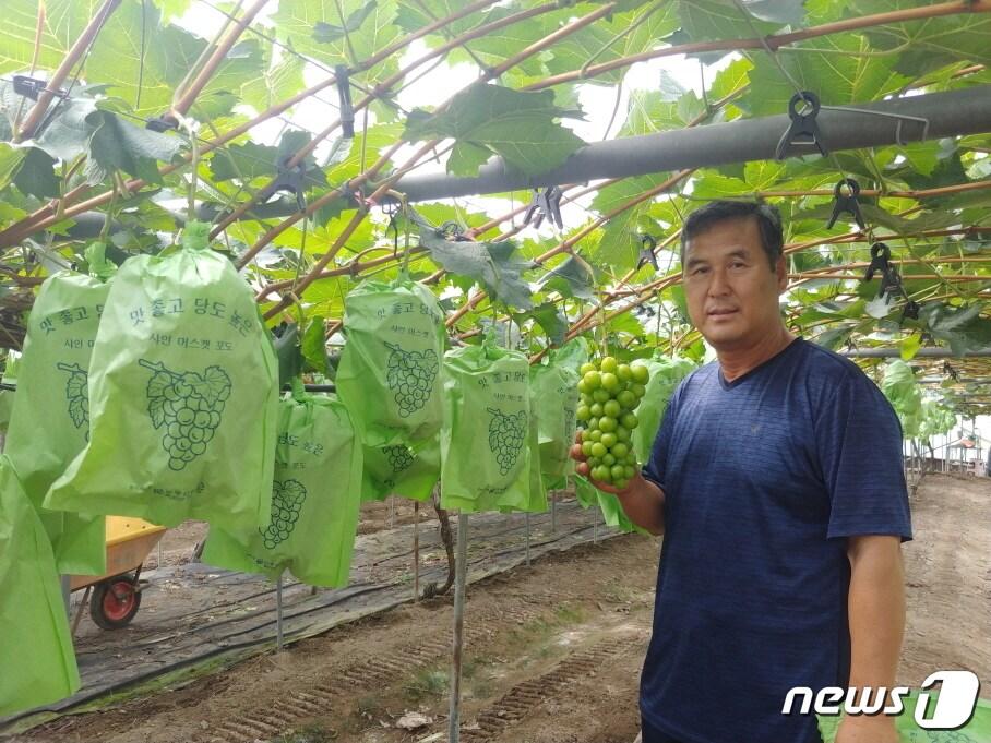 본문 이미지 - 29대 옥천 포도왕으로 선정된 박남용씨. (옥천군 제공)ⓒ 뉴스1