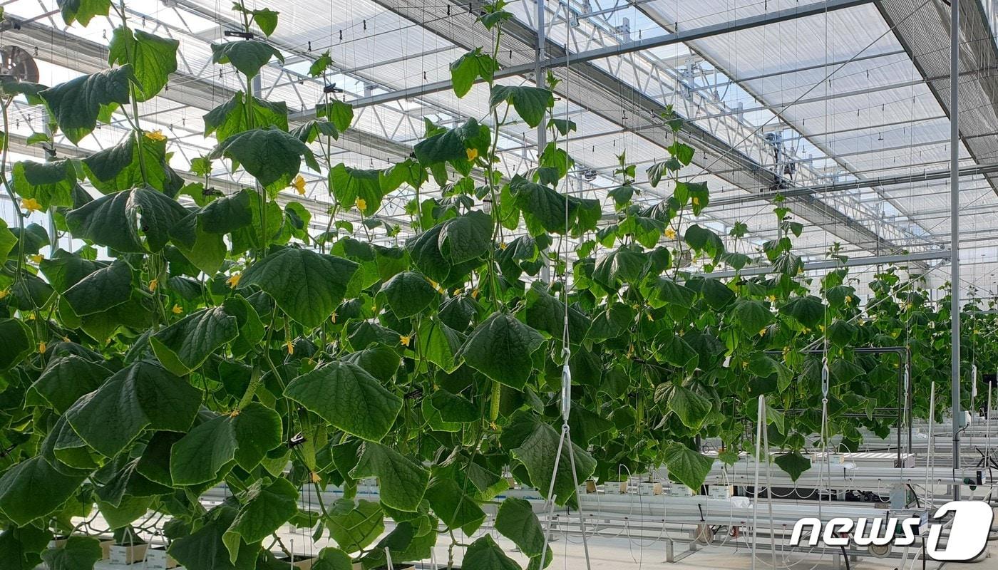 경북도 상주시에 자리한 오이 스마트팜 공장 ⓒ News1 김대벽 기자