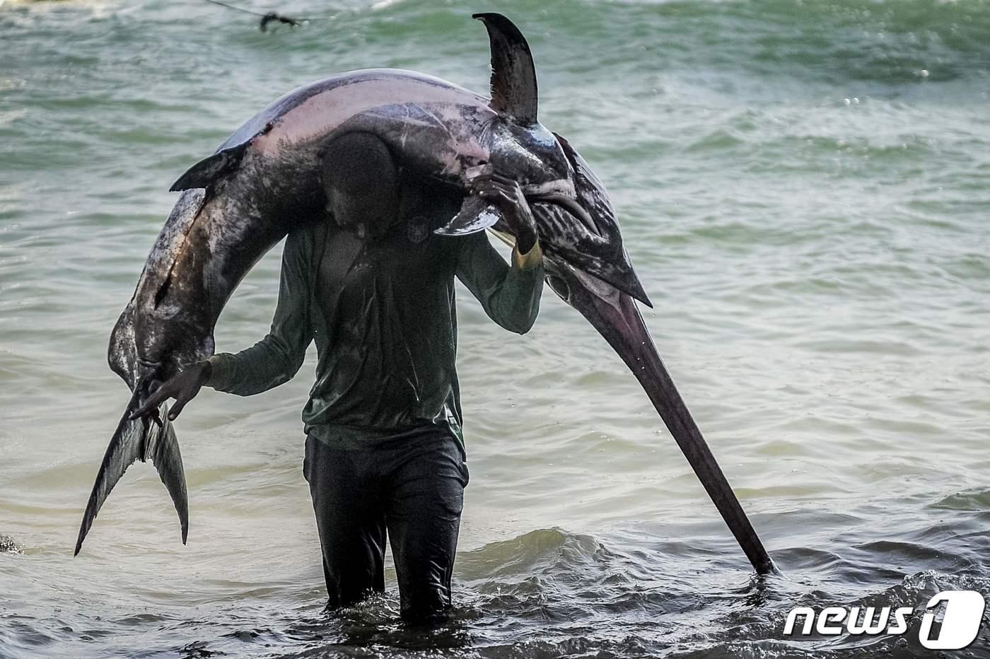 본문 이미지 - 소말리아에서 5일(현지시간) 한 어부가 모가디슈 항구 근처에서 돛새치를 옮기고 있다. 2018.01.05/뉴스1 ⓒ AFP=뉴스1 ⓒ News1 김민수 기자
