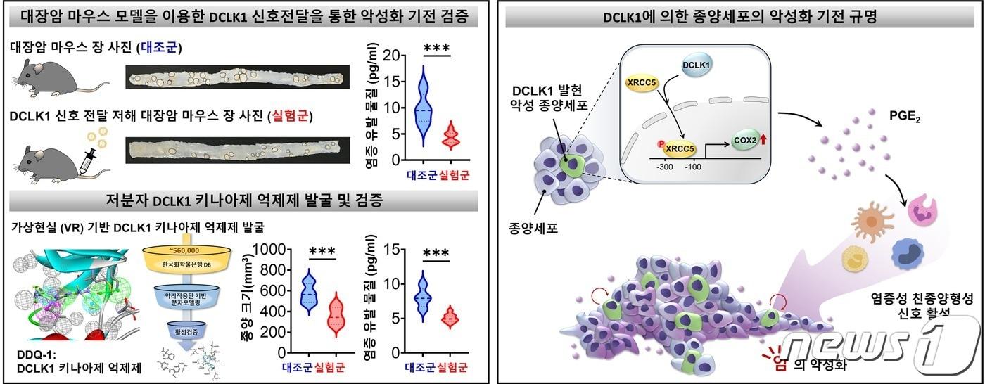 본문 이미지 - DCLK1에 의한 암의 악성화 기전 규명 그림(GIST 제공) ⓒ 뉴스1
