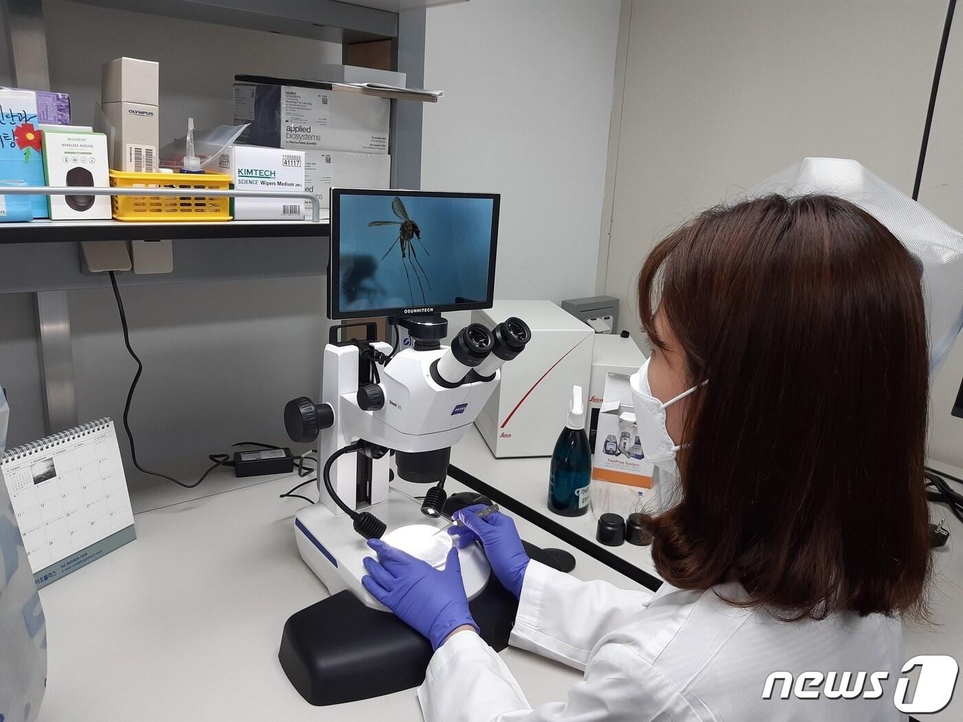 본문 이미지 - 대전보건환경연구원에서 채집한 모기를 대상으로 매개바이러스 유전자 검사를 하고 있다. (대전시 제공) ⓒ뉴스1