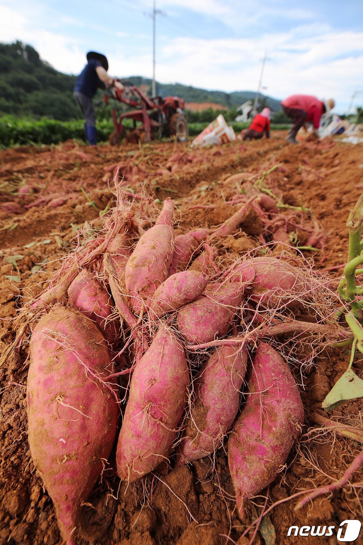 본문 이미지 - 산청군 단성면 까치농장 고구마 수확 모습(산청군 제공)ⓒ 뉴스1