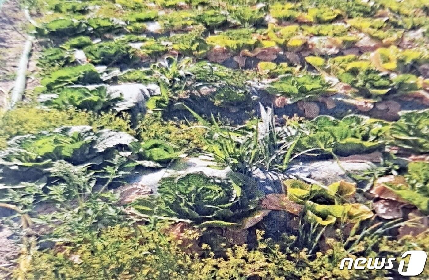 본문 이미지 - 이상기온 등으로 피해를 입은 봄배추.(괴산군 제공)ⓒ 뉴스1